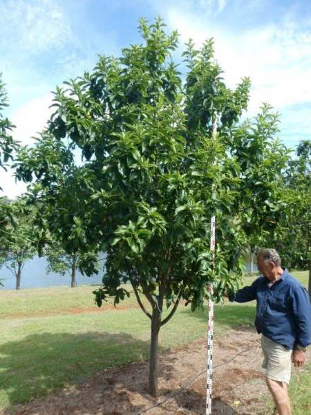 Calodendrum capense (Calodendron) Cape Chestnut · 4.5–5.5 m