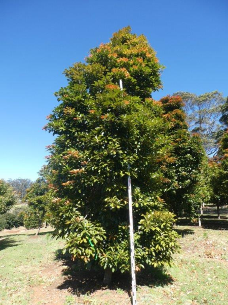 Elaeocarpus eumundi · 3.0–3.5 m