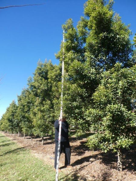 Elaeocarpus reticulatus Prima Donna · 6.0–7.0 m