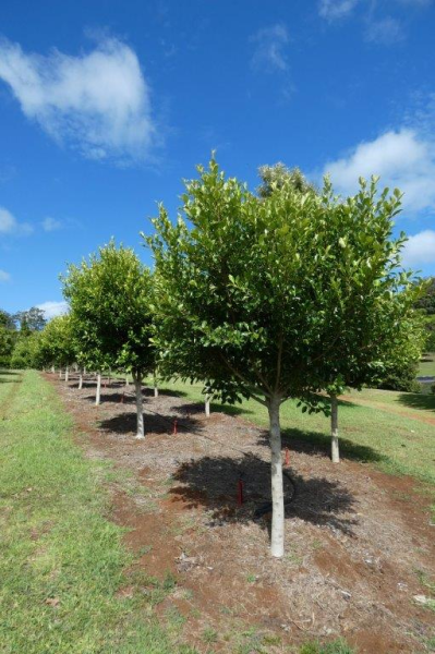 Ficus microcarpa Flash