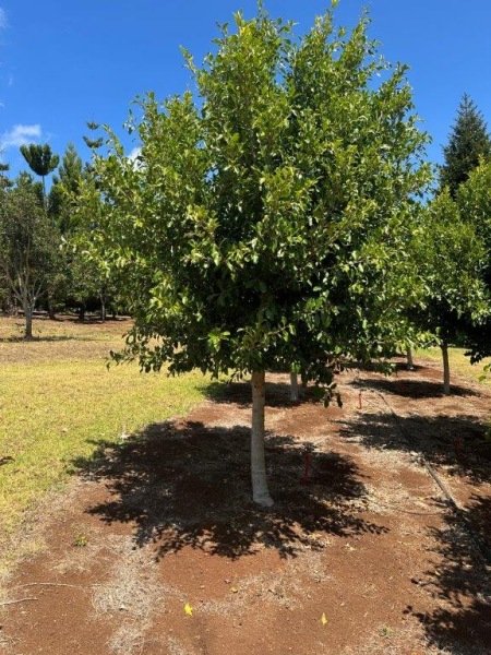 Ficus microcarpa Flash