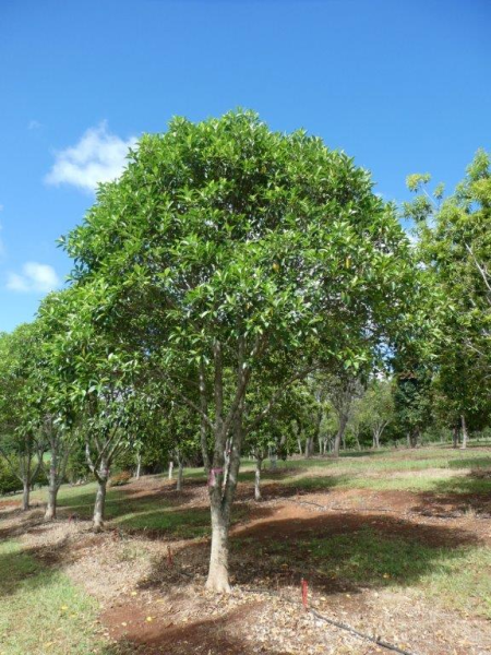 Ficus rubiginosa · 6.0–7.0 m