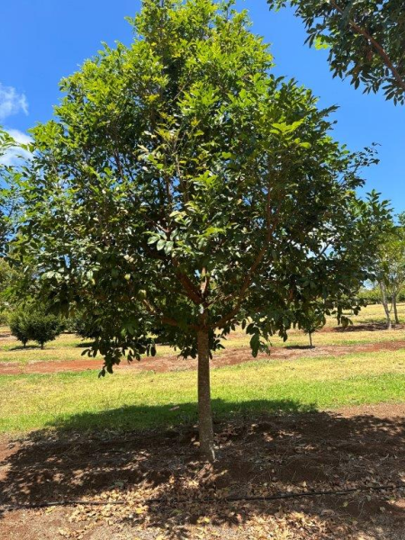 Flindersia australis