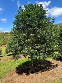 Flindersia collina