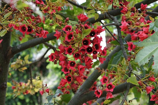 Brachychiton vinicolor · 4.5–5.0 m