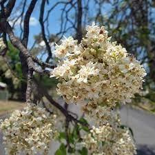 Flindersia australis