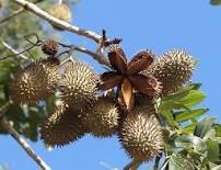 Flindersia australis