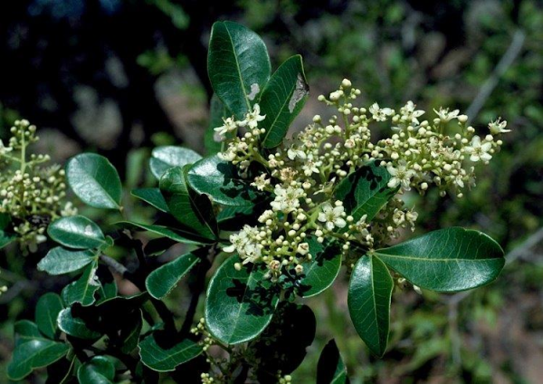 Flindersia collina