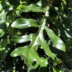 Stenocarpus sinuatus Firewheel Tree