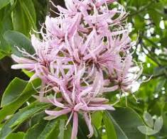 Calodendrum capense (Calodendron) Cape Chestnut · 6.0–6.5 m