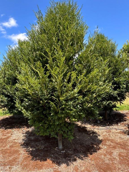 Prumnopitys ladei Mount Spurgeon Black Pine · 4.0–4.5 m