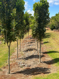 Stenocarpus sinuatus Firewheel Tree