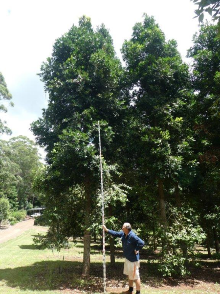 Agathis robusta Kauri Pine
