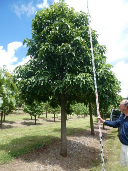 Brachychiton acerifolius Illawara Flame Tree · 5.5–6.0 m
