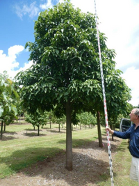 Brachychiton acerifolius Illawarra Flame Tree, view 4