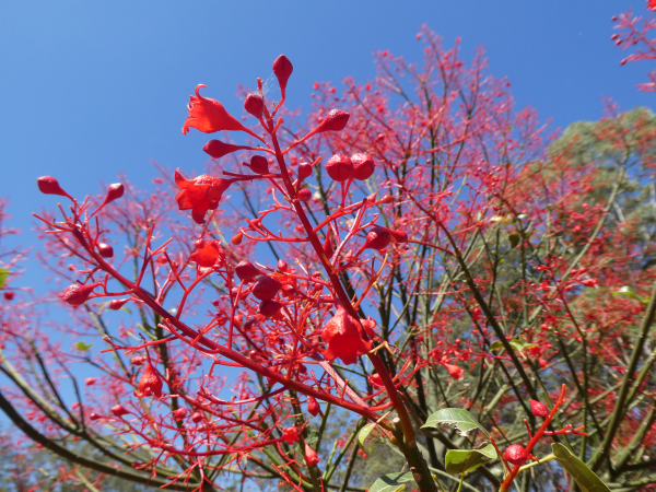 Brachychiton acerifolius Illawara Flame Tree · 5.5–6.0 m