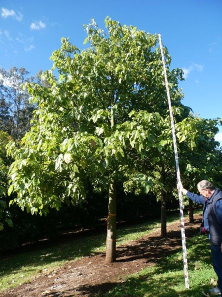 Brachychiton acerifolius Illawara Flame Tree · 6.0–7.0 m