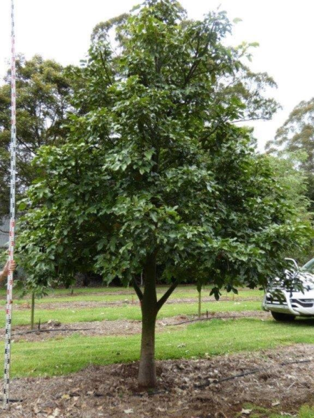 Brachychiton acerifolius x bidwillii Red Robin Grafted · 4.5–5.0 m
