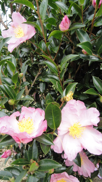 Camellia Sasanqua Kirsty Ann