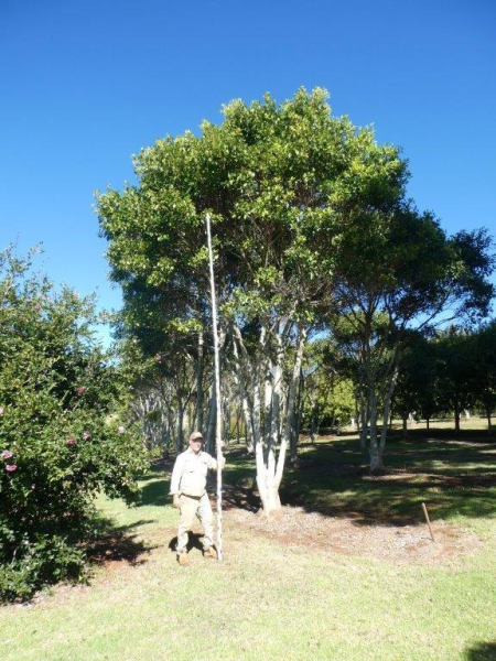 Ficus obliqua
