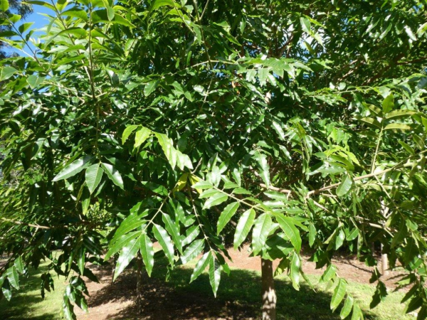 Flindersia xanthoxyla · 5.0 m