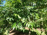 Flindersia xanthoxyla · 5.0 m