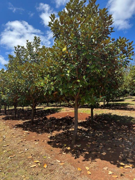 Magnolia grandiflora Exmouth