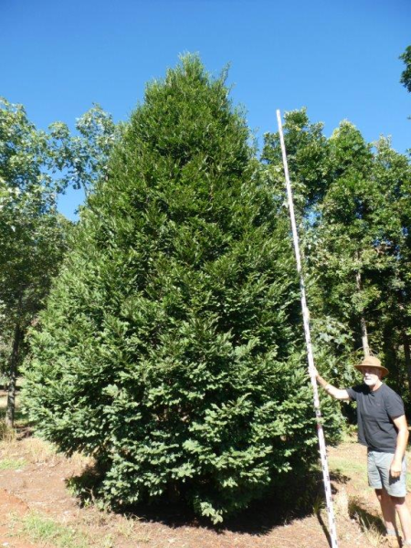 Prumnopitys ladei Mount Spurgeon Black Pine · 7.0–7.5 m
