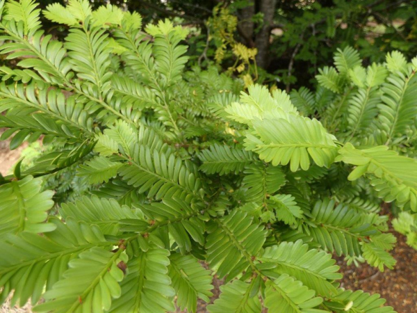 Prumnopitys ladei Mount Spurgeon Black Pine · 7.0–7.5 m