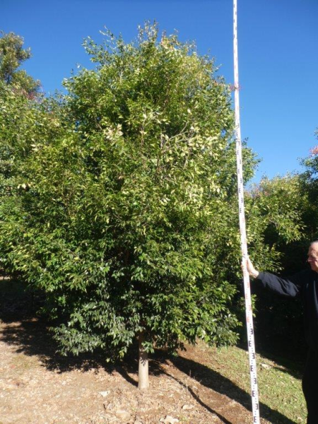 Syzygium luehmannii