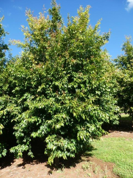 Waterhousea floribunda Warners · 6.0–6.5 m