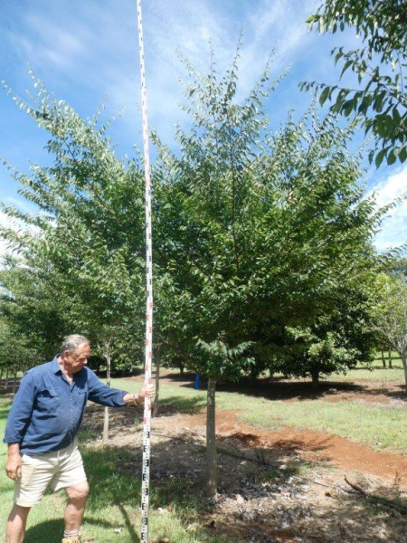 Zelkova serrata Japanese Elm