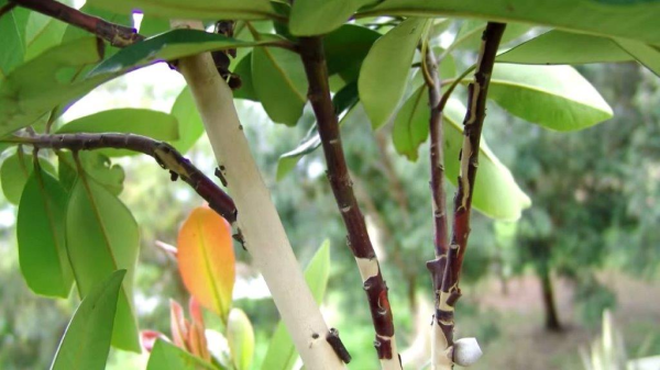 Tristaniopsis laurina (DOW10) LUSCIOUS® · 5.5–6.0 m