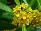 Tristaniopsis laurina (DOW10) LUSCIOUS® · 5.5–6.0 m
