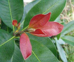 Tristaniopsis laurina (DOW10) LUSCIOUS® · 5.5–6.0 m