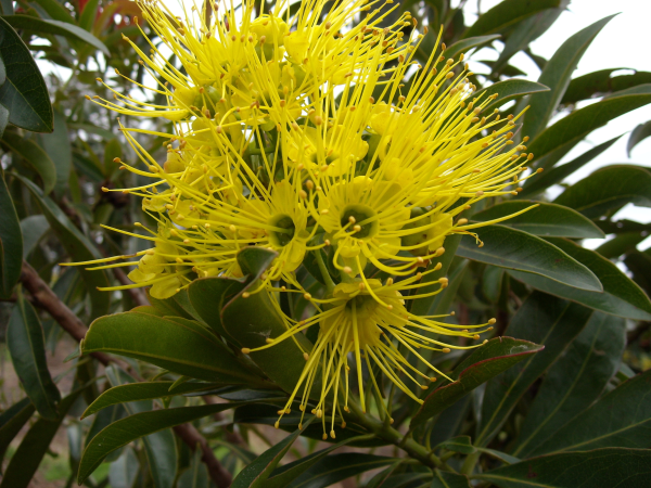 Xanthostemon chrysanthus
