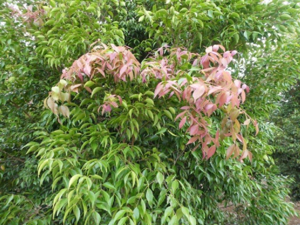 Syzygium luehmannii