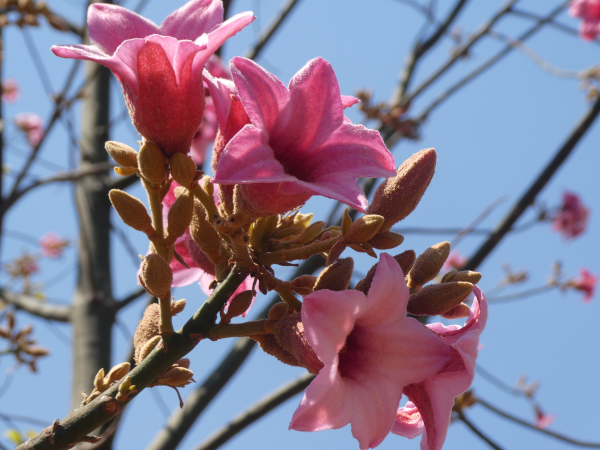Brachychiton discolor Highfields Pink Grafted