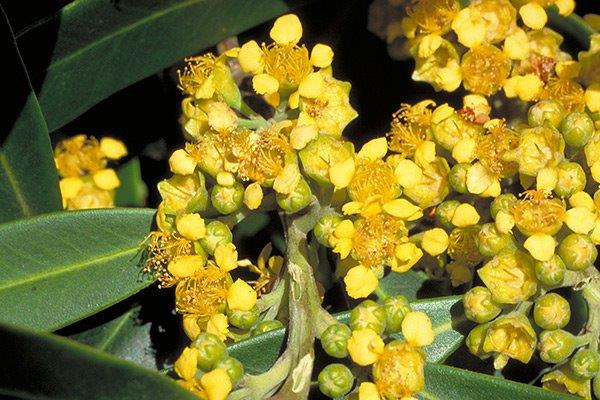 Tristaniopsis laurina