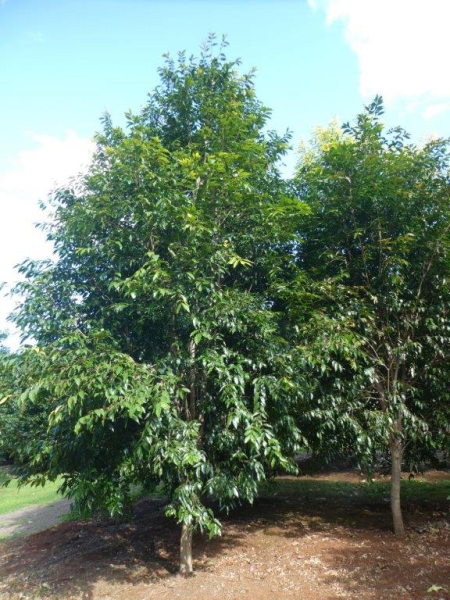 Waterhousea floribunda (BWNGRE) GREEN AVENUE