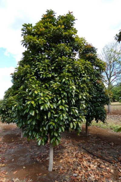 Elaeocarpus eumundi · 5.5–6.0 m