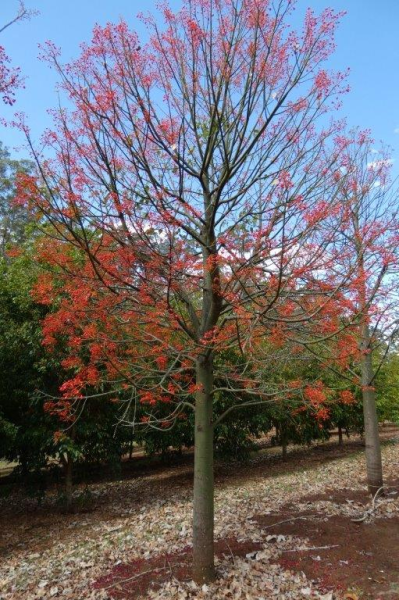 Brachychiton acerifolius Illawara Flame Tree · 6.0–7.0 m