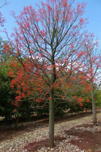 Brachychiton acerifolius Illawara Flame Tree · 6.0–7.0 m