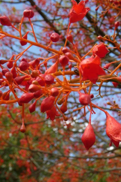 Brachychiton acerifolius Illawara Flame Tree · 6.0–7.0 m