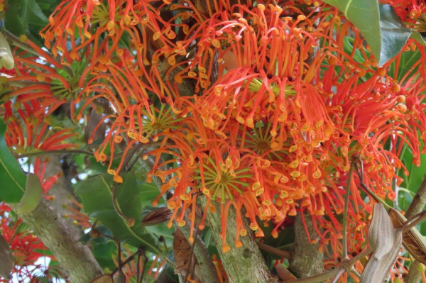 Stenocarpus sinuatus Firewheel Tree