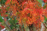 Stenocarpus sinuatus Firewheel Tree