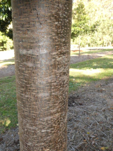 Flindersia pimenteliana · 4.5–5.0 m
