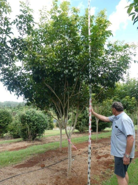 Harpullia pendula · 6.0–6.5 m