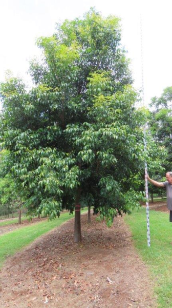 Flindersia pimenteliana · 6.0–7.0 m