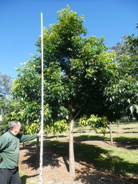 Flindersia pimenteliana · 4.5–5.0 m